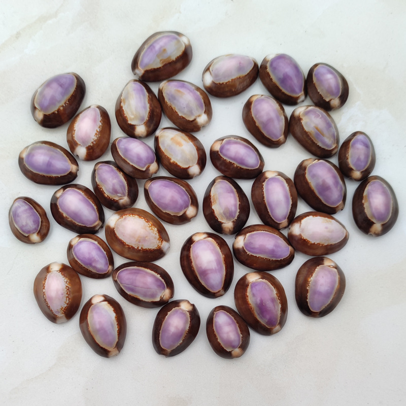 Marine Aquarium Hermit Crab - Naturalna muszla Cypraea carneola - Purple