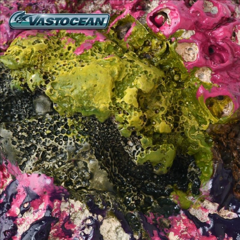 Jaskinia do akwarium morskiego – Marine Aquarium Hermit Crab recenzja i cena