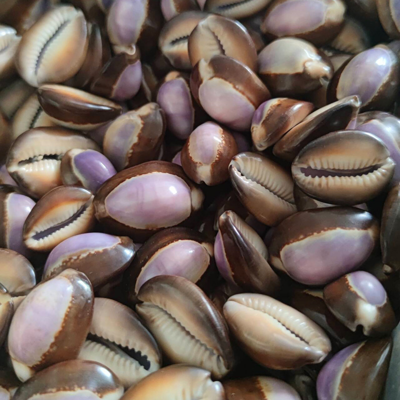 Naturalna muszla Cypraea carne – Marine Aquarium Hermit Crab recenzja i cena
