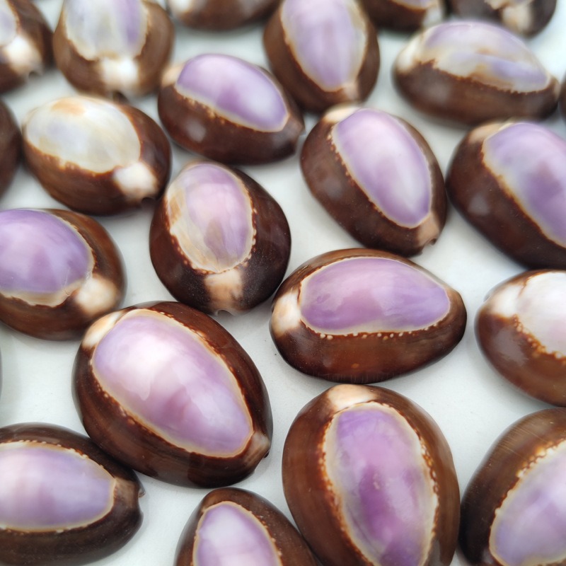 Naturalna muszla Cypraea carne – Marine Aquarium Hermit Crab recenzja i cena